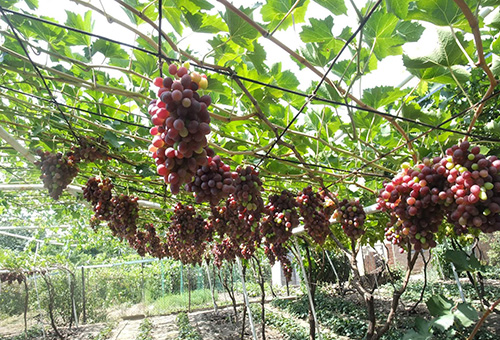 Беседка из виноградной лозы может быть как отдельно стоящим сооружением, так и пристенным навесом